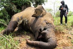 foto-–-gajah-dibunuh-di-aceh-utara,-gading-hilang-–-antara-news-aceh